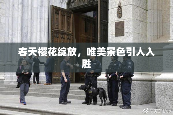 春天樱花绽放，唯美景色引人入胜
