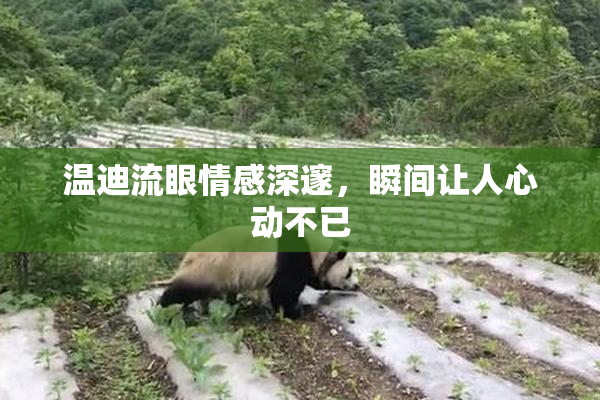温迪流眼情感深邃，瞬间让人心动不已
