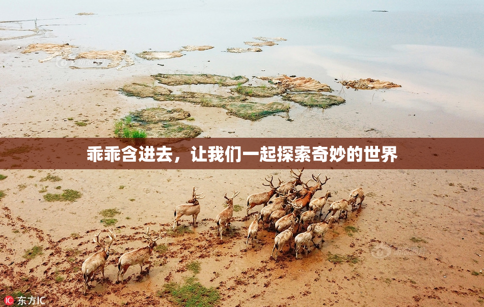 乖乖含进去，让我们一起探索奇妙的世界