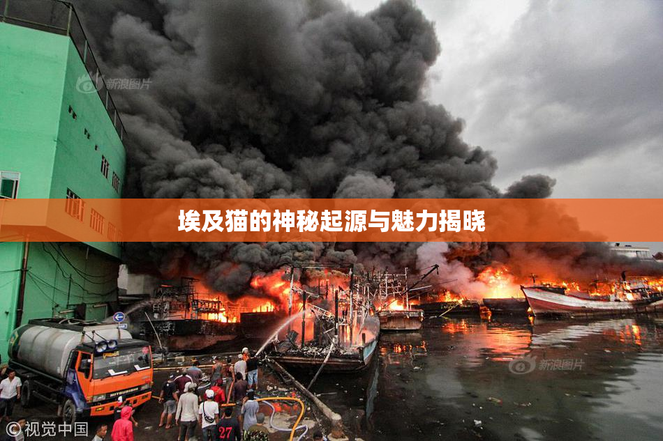 埃及猫的神秘起源与魅力揭晓
