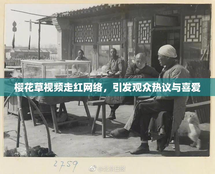 樱花草视频走红网络，引发观众热议与喜爱