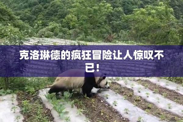 克洛琳德的疯狂冒险让人惊叹不已！