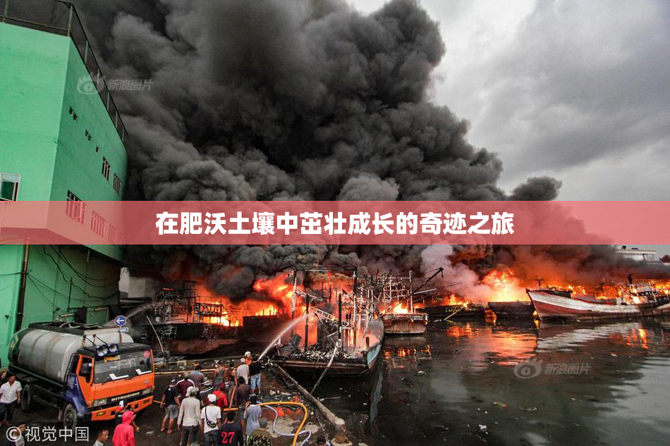 在肥沃土壤中茁壮成长的奇迹之旅