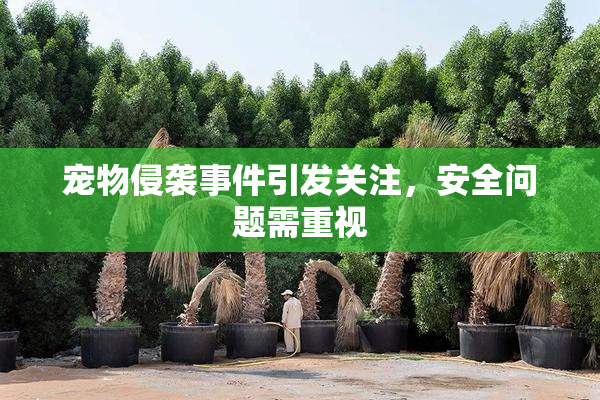 宠物侵袭事件引发关注，安全问题需重视
