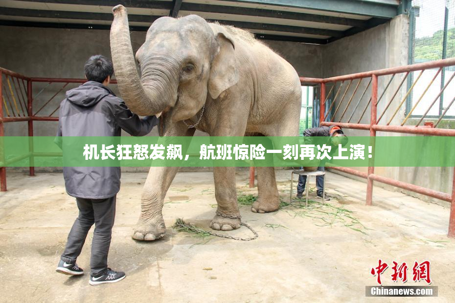 机长狂怒发飙，航班惊险一刻再次上演！