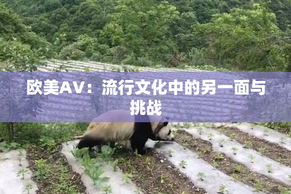 欧美AV：流行文化中的另一面与挑战