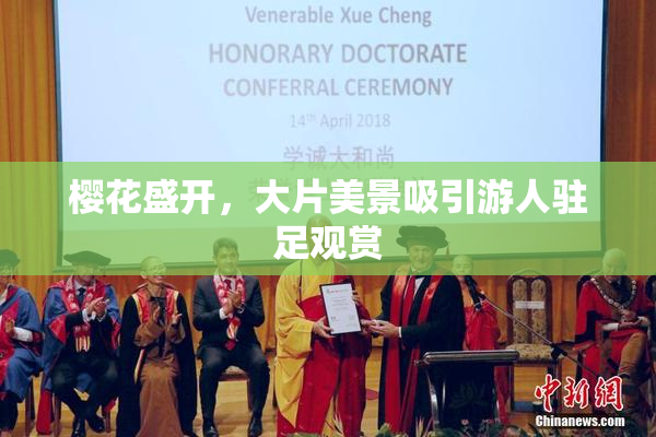 樱花盛开，大片美景吸引游人驻足观赏