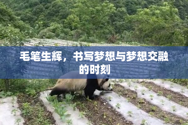 毛笔生辉，书写梦想与梦想交融的时刻