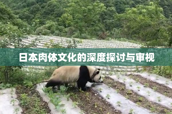 日本肉体文化的深度探讨与审视