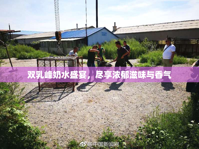 双乳峰奶水盛宴，尽享浓郁滋味与香气