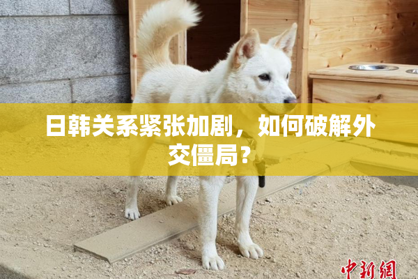 日韩关系紧张加剧，如何破解外交僵局？