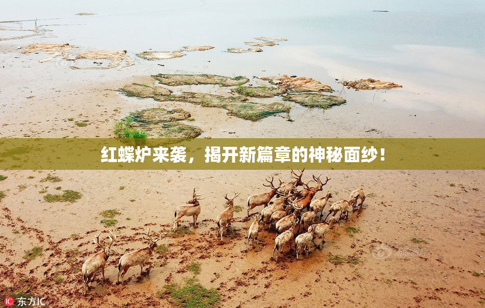 红蝶炉来袭，揭开新篇章的神秘面纱！