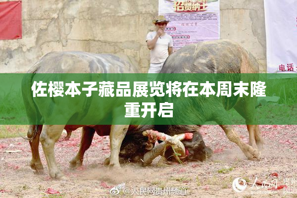 佐樱本子藏品展览将在本周末隆重开启