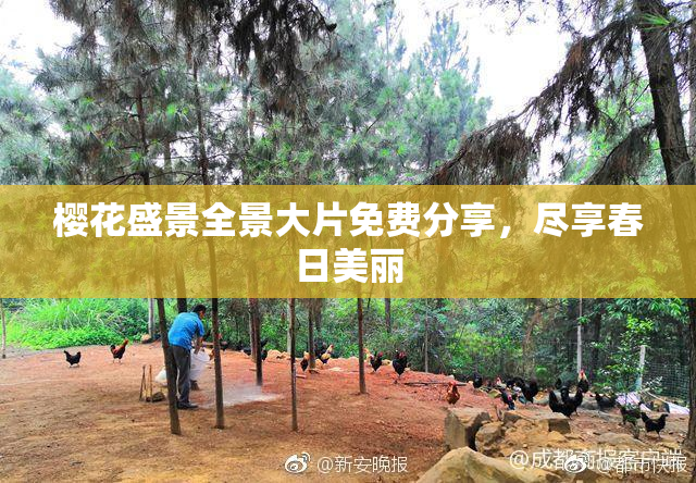 樱花盛景全景大片免费分享，尽享春日美丽
