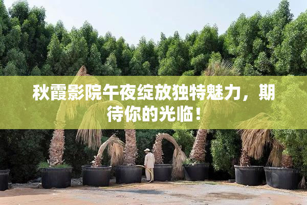 秋霞影院午夜绽放独特魅力，期待你的光临！