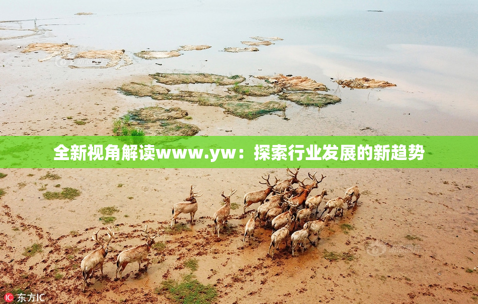 全新视角解读www.yw：探索行业发展的新趋势