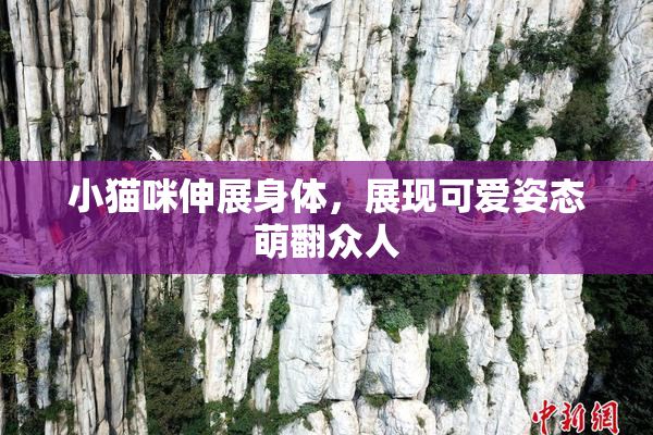 小猫咪伸展身体，展现可爱姿态萌翻众人