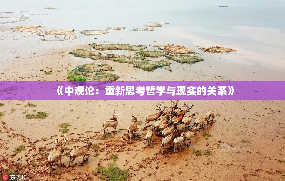 《中观论：重新思考哲学与现实的关系》