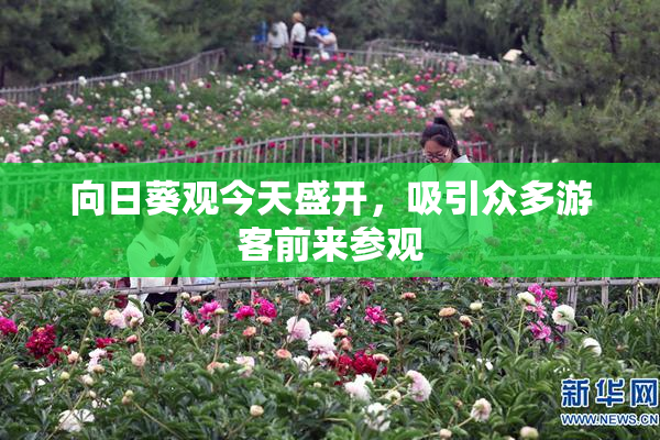 向日葵观今天盛开，吸引众多游客前来参观