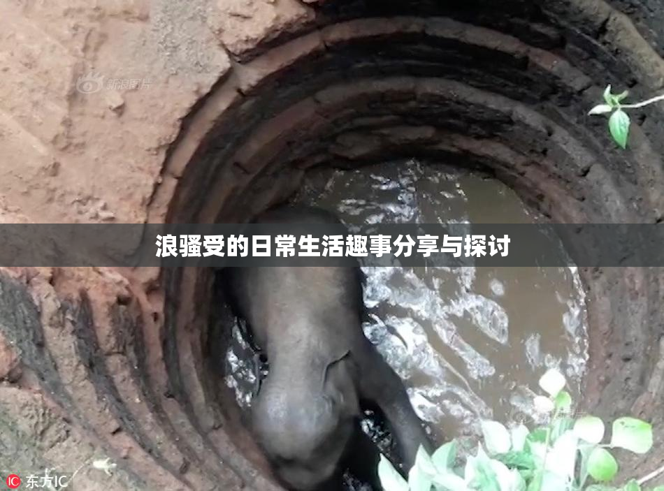 浪骚受的日常生活趣事分享与探讨