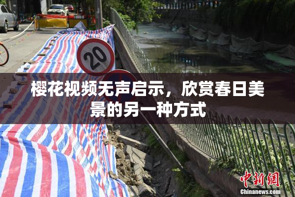 樱花视频无声启示，欣赏春日美景的另一种方式
