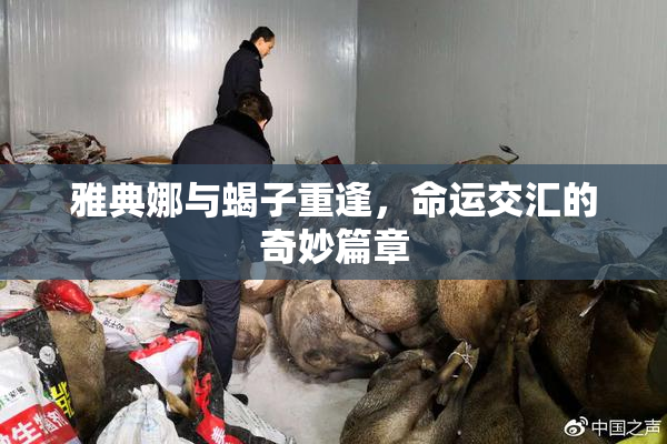 雅典娜与蝎子重逢，命运交汇的奇妙篇章