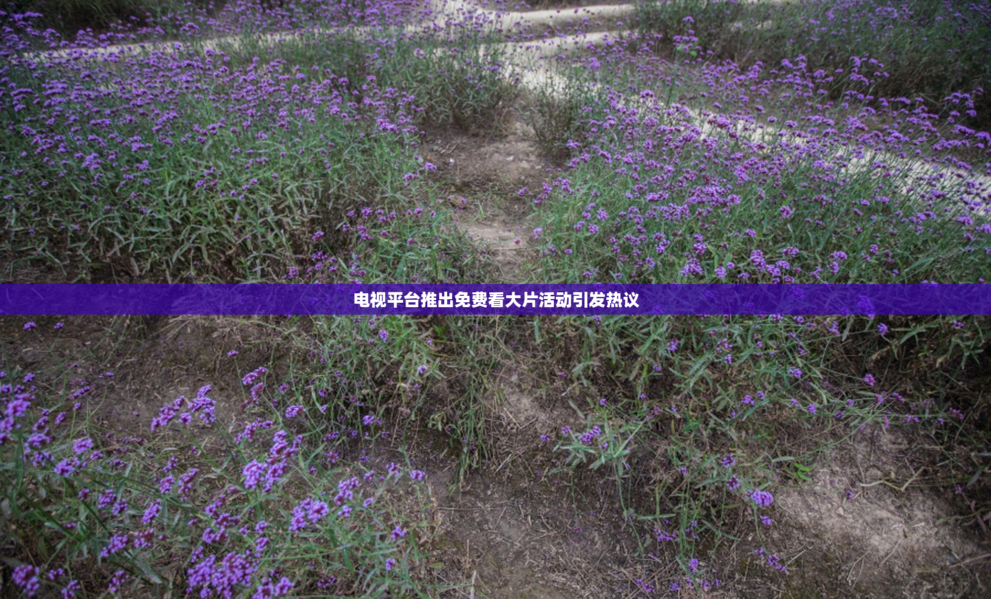 电视平台推出免费看大片活动引发热议