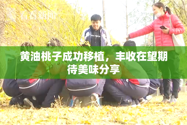 黄油桃子成功移植，丰收在望期待美味分享