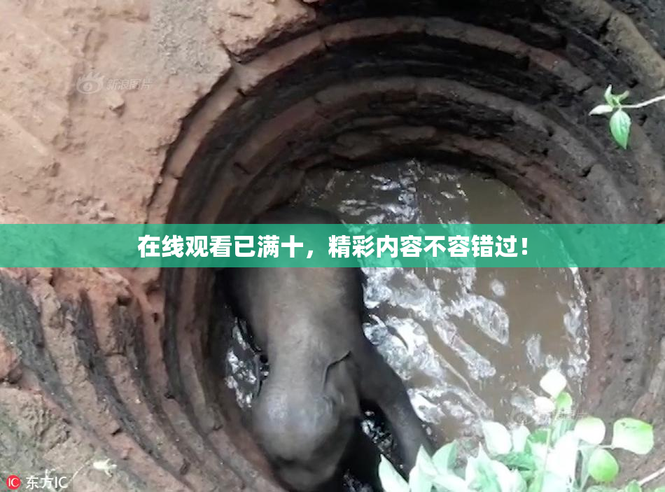 在线观看已满十，精彩内容不容错过！