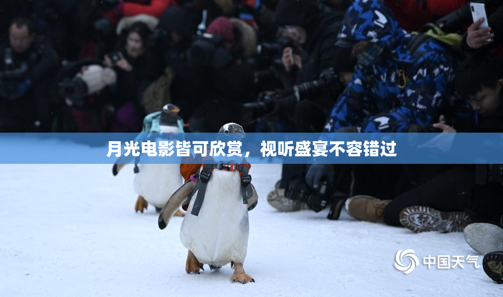 月光电影皆可欣赏，视听盛宴不容错过