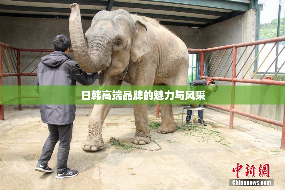 日韩高端品牌的魅力与风采