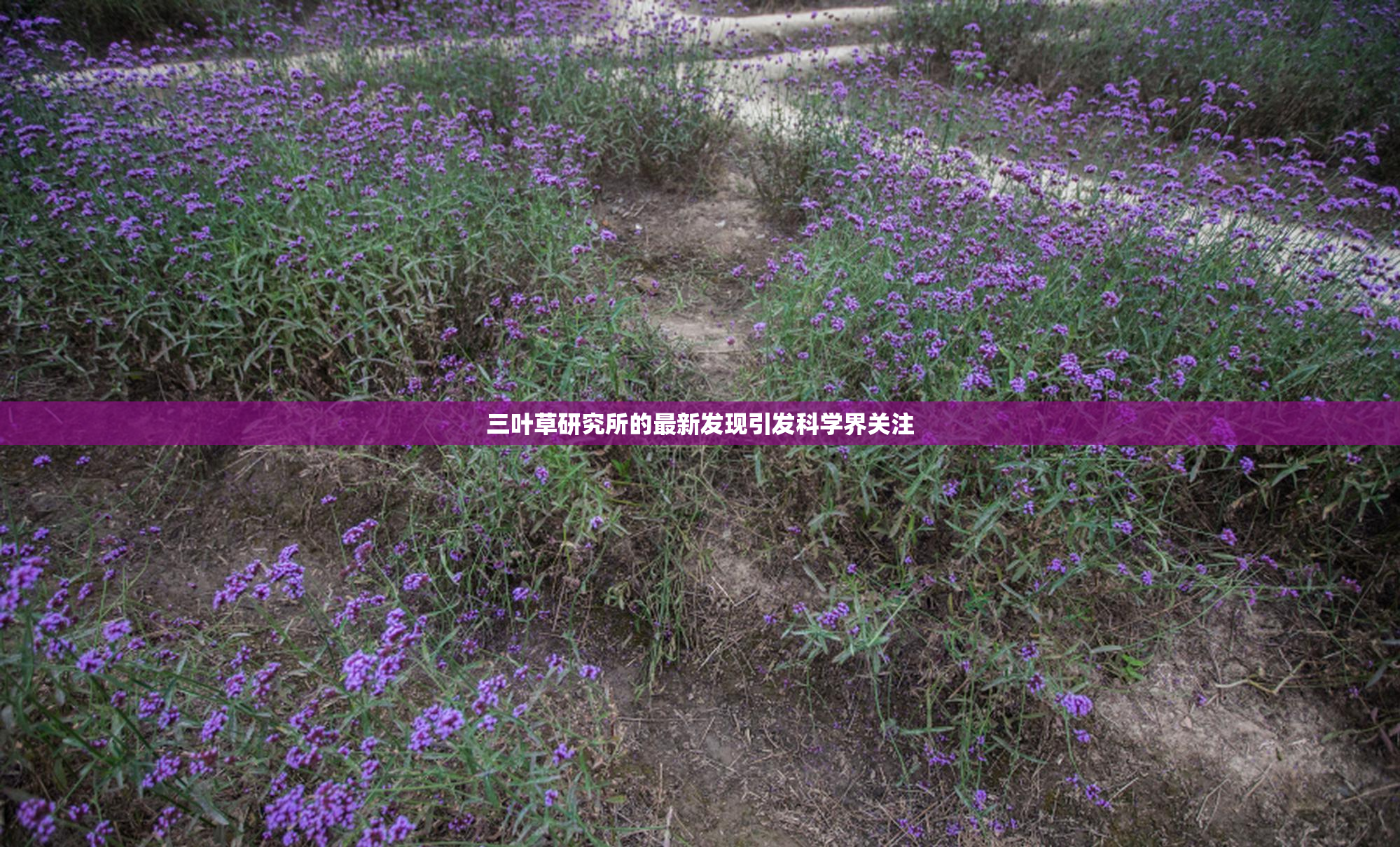 三叶草研究所的最新发现引发科学界关注