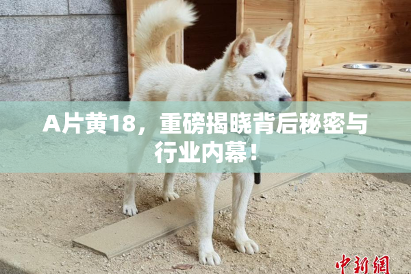A片黄18，重磅揭晓背后秘密与行业内幕！