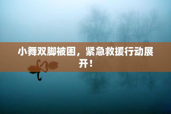 小舞双脚被困，紧急救援行动展开！
