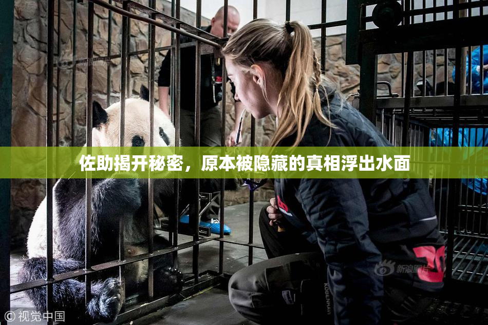 佐助揭开秘密，原本被隐藏的真相浮出水面