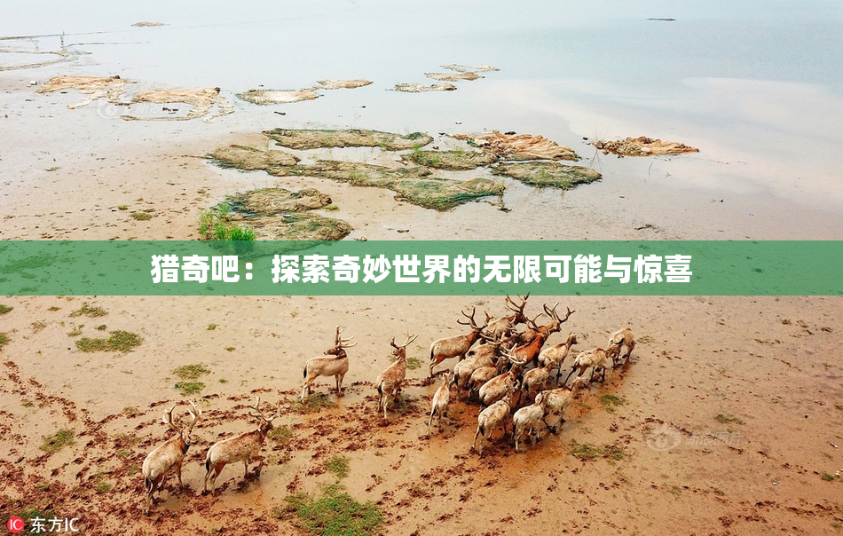 猎奇吧：探索奇妙世界的无限可能与惊喜