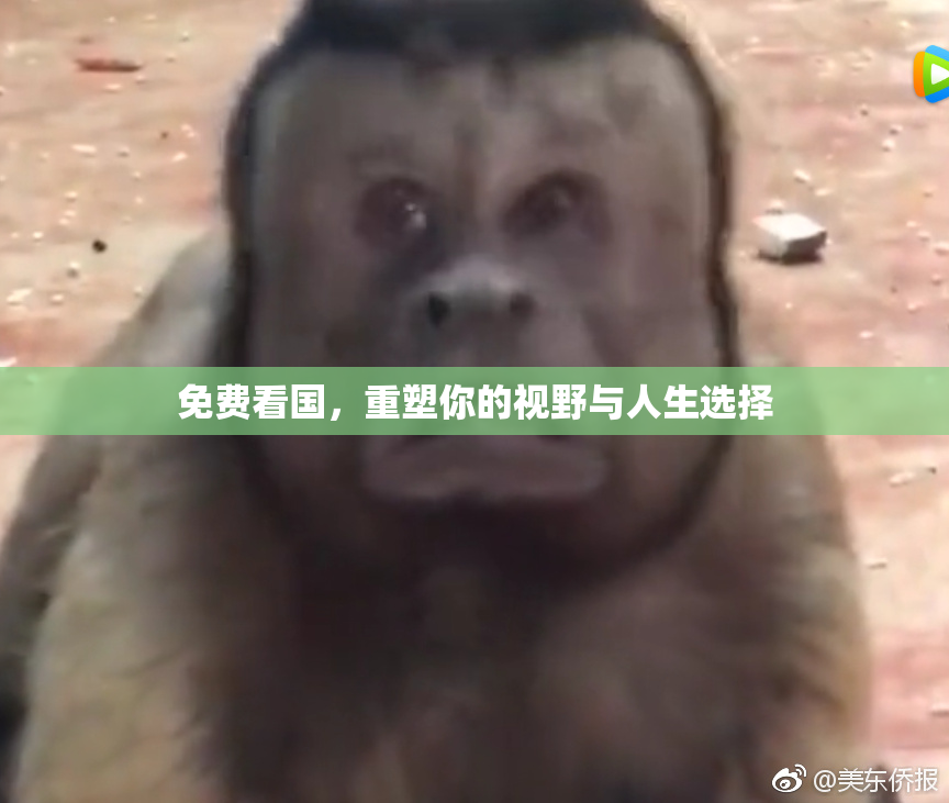 免费看国，重塑你的视野与人生选择