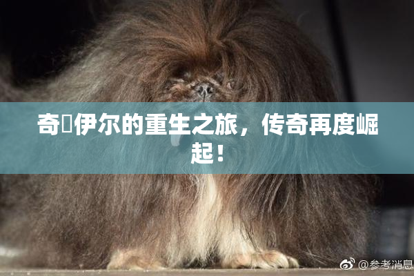 奇犽伊尔的重生之旅，传奇再度崛起！