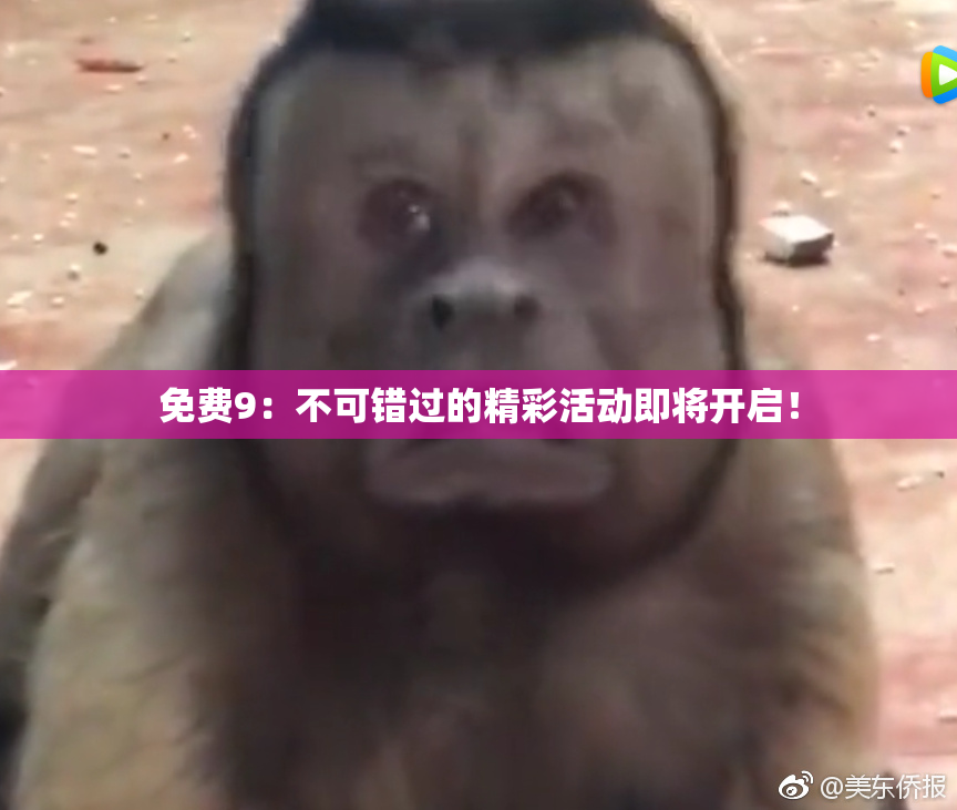 免费9：不可错过的精彩活动即将开启！