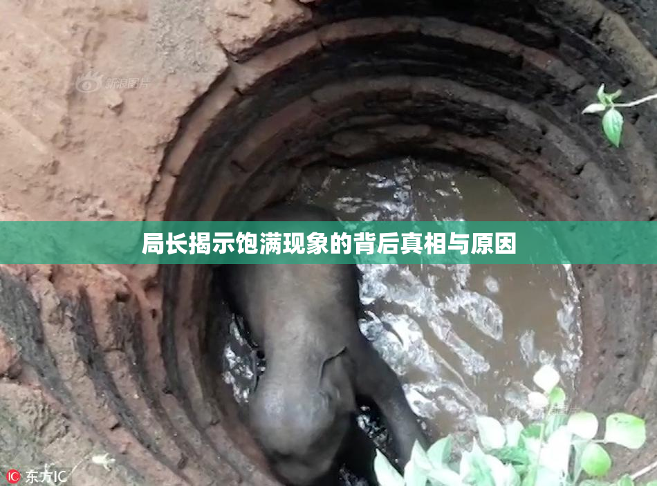 局长揭示饱满现象的背后真相与原因