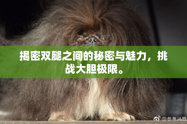 揭密双腿之间的秘密与魅力，挑战大胆极限。