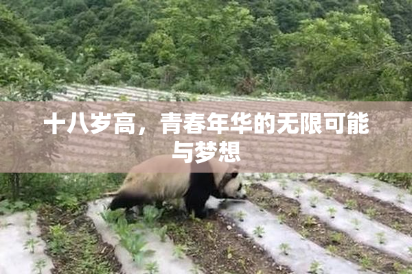 十八岁高，青春年华的无限可能与梦想