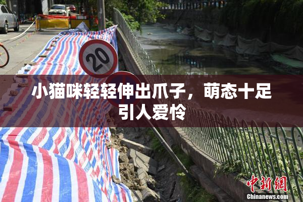 小猫咪轻轻伸出爪子，萌态十足引人爱怜
