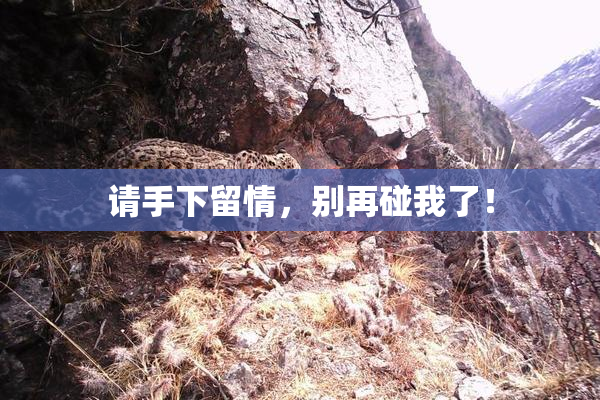 请手下留情，别再碰我了！
