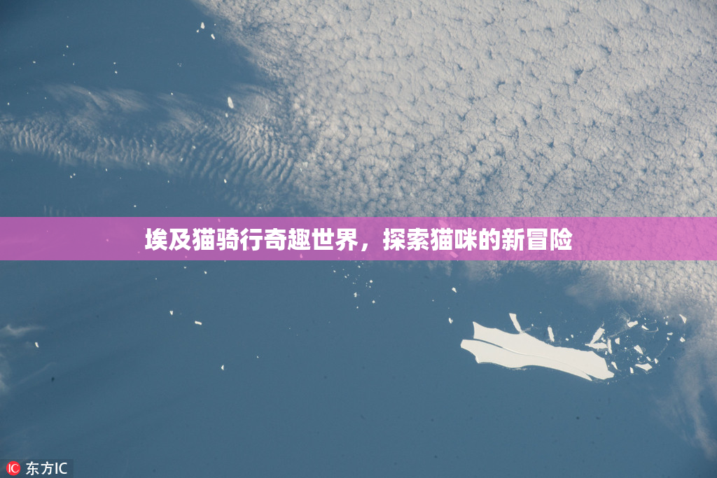 埃及猫骑行奇趣世界，探索猫咪的新冒险