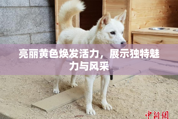 亮丽黄色焕发活力，展示独特魅力与风采