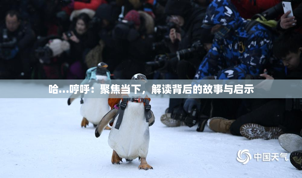 哈…哼呼：聚焦当下，解读背后的故事与启示