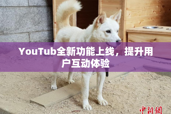YouTub全新功能上线，提升用户互动体验