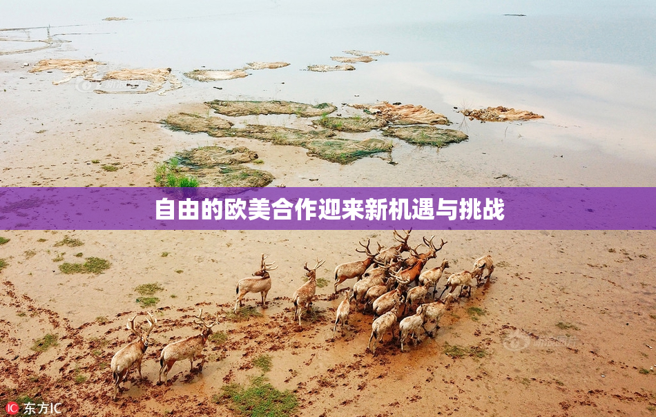 自由的欧美合作迎来新机遇与挑战