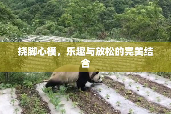 挠脚心模，乐趣与放松的完美结合